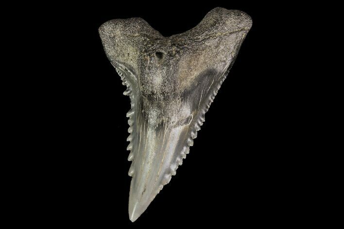 Serrated, Fossil Hemipristis Tooth - Georgia #74812